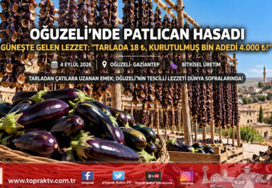 Güneydoğu Güneşiyle Gelen Lezzet: Oğuzeli’nde Dolmalık Patlıcan Hasadı ve Kurutma Mesaisi Başladı!…