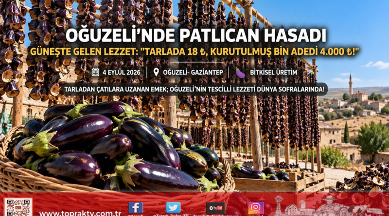 Güneydoğu Güneşiyle Gelen Lezzet: Oğuzeli’nde Dolmalık Patlıcan Hasadı ve Kurutma Mesaisi Başladı!…