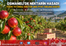 Hasadın Yüzde 70’i İhracata Gidiyor Ancak Fiyat Üreticiyi Güldürmüyor: Osmaneli’de Nektarin Çıkmazı!…