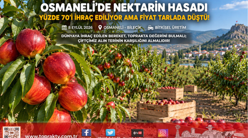 Hasadın Yüzde 70’i İhracata Gidiyor Ancak Fiyat Üreticiyi Güldürmüyor: Osmaneli’de Nektarin Çıkmazı!…