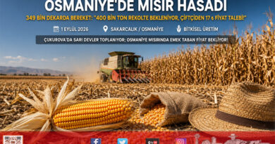 Çukurova’da Mısır Hasadı Başladı: Osmaniye’de 349 Bin Dekardan 400 Bin Ton Rekolte Beklenirken Çiftçi Taban Fiyat Açıklaması Bekliyor!…
