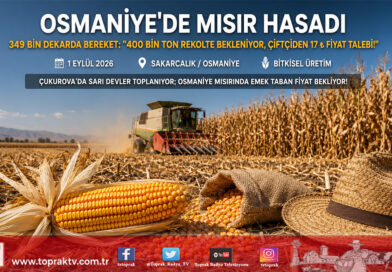 Çukurova’da Mısır Hasadı Başladı: Osmaniye’de 349 Bin Dekardan 400 Bin Ton Rekolte Beklenirken Çiftçi Taban Fiyat Açıklaması Bekliyor!…
