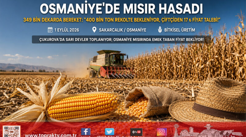 Çukurova’da Mısır Hasadı Başladı: Osmaniye’de 349 Bin Dekardan 400 Bin Ton Rekolte Beklenirken Çiftçi Taban Fiyat Açıklaması Bekliyor!…
