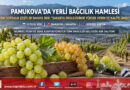 Sakarya Pamukova’da Yerli Bağcılık Atağı: Yeni Sofralık Üzüm Çeşitleri Bölge Ekolojisine Uyum Sağlıyor!…