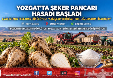 Yozgat Battal Köyü’nde Şeker Pancarı Sökümü Başladı: Yağışlar Verimi Artırdı, Üreticinin Gözü Alım Fiyatında!…