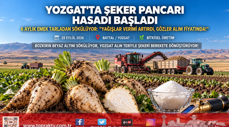 Yozgat Battal Köyü’nde Şeker Pancarı Sökümü Başladı: Yağışlar Verimi Artırdı, Üreticinin Gözü Alım Fiyatında!…