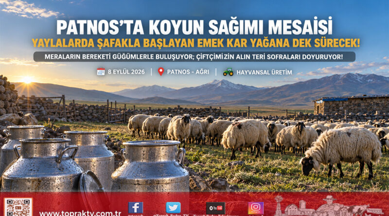 Yaylalarda Şafak Vakti Başlayan Emek: Patnos’ta Koyun Sağımı Mesaisi Aralıksız Sürüyor!…
