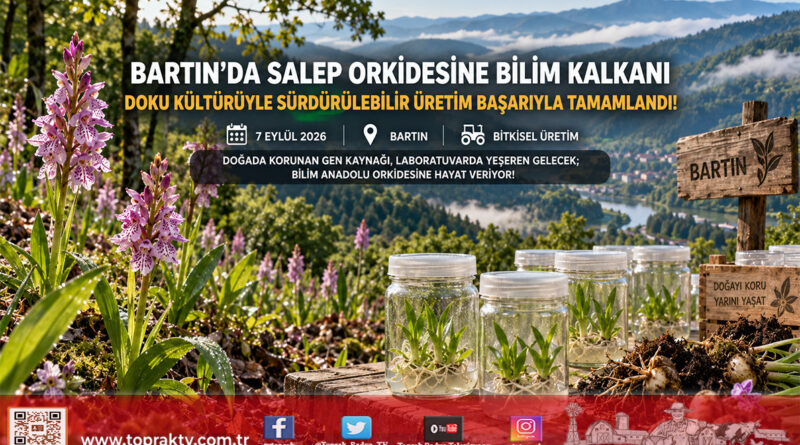 Doğadaki Nesli Tehlikedeydi: Bartın Üniversitesi Doku Kültürüyle Üretti, “Sürdürülebilir Salep” Projesi Başarıyla Tamamlandı!…