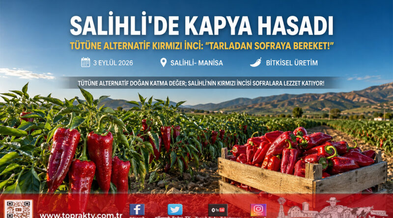 Salihli’de Kapya Biber Hasadı Başladı: Tütüne Alternatif “Kırmızı İnci” Üreticinin Yüzünü Güldürüyor!…