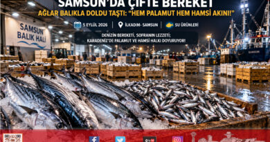 Karadeniz’de Çifte Bereket Rüzgarı: Samsun Balık Hali’nde Hem Palamut Hem Hamsi Akını!…