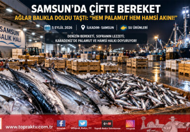 Karadeniz’de Çifte Bereket Rüzgarı: Samsun Balık Hali’nde Hem Palamut Hem Hamsi Akını!…