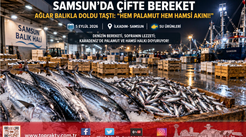 Karadeniz’de Çifte Bereket Rüzgarı: Samsun Balık Hali’nde Hem Palamut Hem Hamsi Akını!…