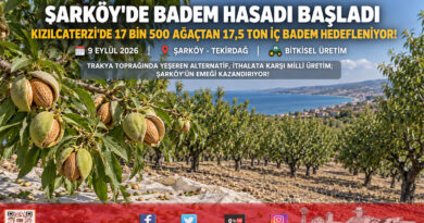 Trakya’da Alternatif Ürün Atağı: Şarköy’de Badem Hasadı Başladı, Hedef 17,5 Ton Rekolte!…