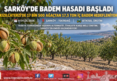 Trakya’da Alternatif Ürün Atağı: Şarköy’de Badem Hasadı Başladı, Hedef 17,5 Ton Rekolte!…