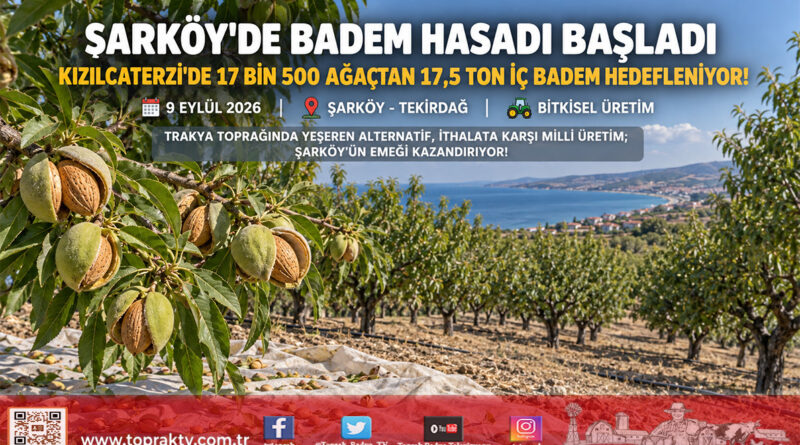 Trakya’da Alternatif Ürün Atağı: Şarköy’de Badem Hasadı Başladı, Hedef 17,5 Ton Rekolte!…