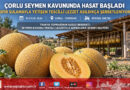 Sıfır Sulamayla Gelen Eşsiz Aroma: Coğrafi İşaretli Çorlu Seymen Kavununda Hasat Mesaisi Başladı!…