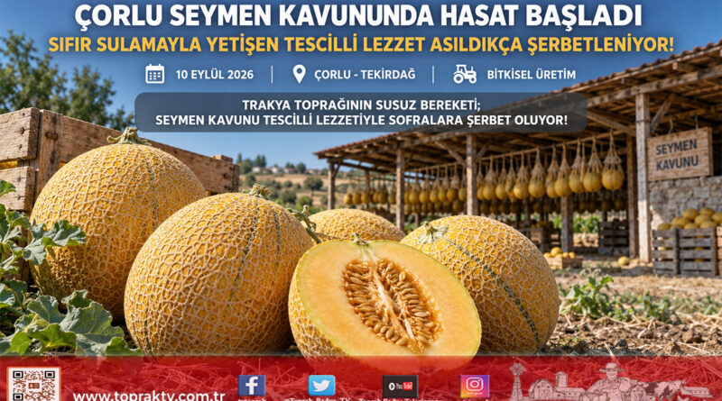 Sıfır Sulamayla Gelen Eşsiz Aroma: Coğrafi İşaretli Çorlu Seymen Kavununda Hasat Mesaisi Başladı!…