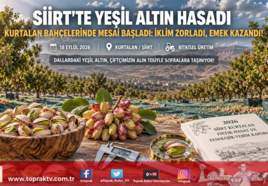 Siirt’te ‘Yeşil Altın’ Hasadı Başladı: Zorlu İklime Rağmen Üreticinin Alın Teri Bahçelerde!…