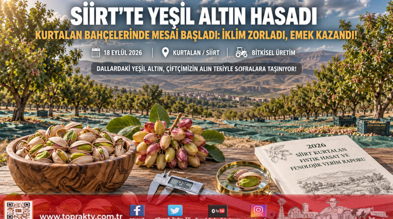 Siirt’te ‘Yeşil Altın’ Hasadı Başladı: Zorlu İklime Rağmen Üreticinin Alın Teri Bahçelerde!…