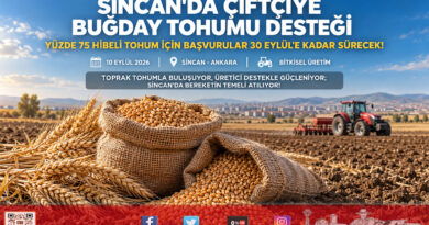 Sincan’da Üreticiye %75 Hibeli Buğday Tohumu Desteği: Başvurular 30 Eylül’e Kadar Devam Edecek!…