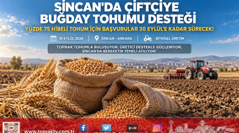 Sincan’da Üreticiye %75 Hibeli Buğday Tohumu Desteği: Başvurular 30 Eylül’e Kadar Devam Edecek!…