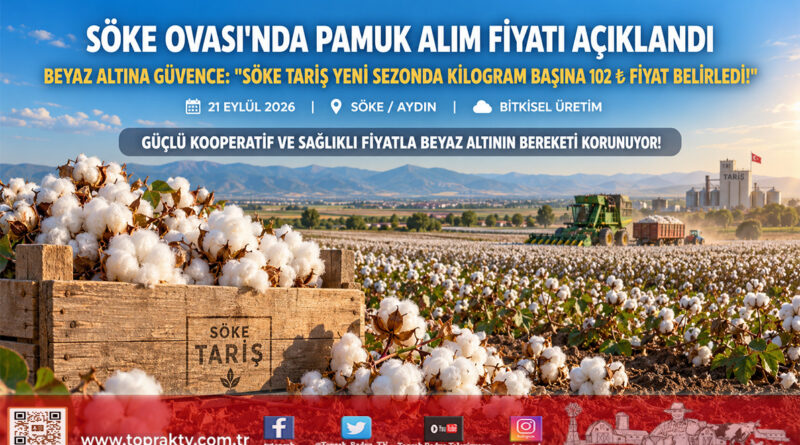 Söke Ovası’nda Beyaz Altına Güvence: Söke TARİŞ Pamuk Alım Fiyatını 102 ₺ Olarak Açıkladı!…