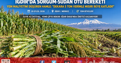 Iğdır Ovası’nda Yem Maliyetini Yarıya İndiren Mucize: Sorgum-Sudan Otu Melezinde Dekara 5 Ton Rekor Verim!…