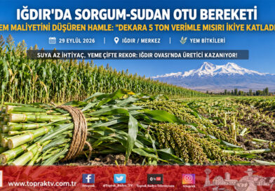 Iğdır Ovası’nda Yem Maliyetini Yarıya İndiren Mucize: Sorgum-Sudan Otu Melezinde Dekara 5 Ton Rekor Verim!…