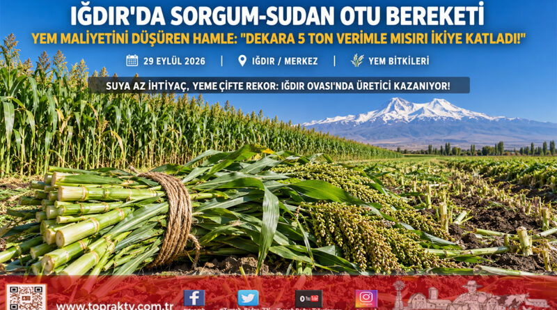 Iğdır Ovası’nda Yem Maliyetini Yarıya İndiren Mucize: Sorgum-Sudan Otu Melezinde Dekara 5 Ton Rekor Verim!…