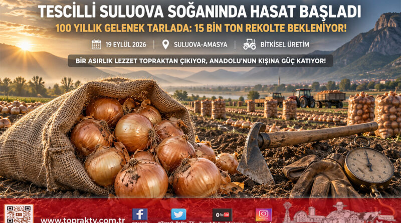 Amasya’da 100 Yıllık Gelenek Tarlaya İndi: Tescilli Suluova Soğanı Hasadı Başladı!…