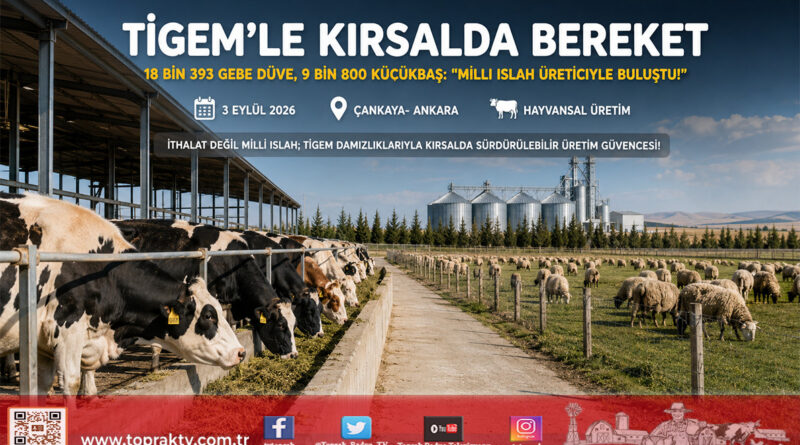 Kırsalda Bereket Projesinde Tarihi Adım: TİGEM’den 18 Bin 393 Gebe Düve ve 9 Bin 800 Küçükbaş Üreticiye Ulaştı!…