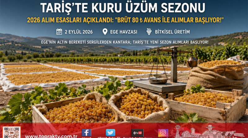 TARİŞ Çekirdeksiz Kuru Üzüm Avans Fiyatını Açıkladı: Brüt 80 ₺ ile Alımlar Başlıyor!…