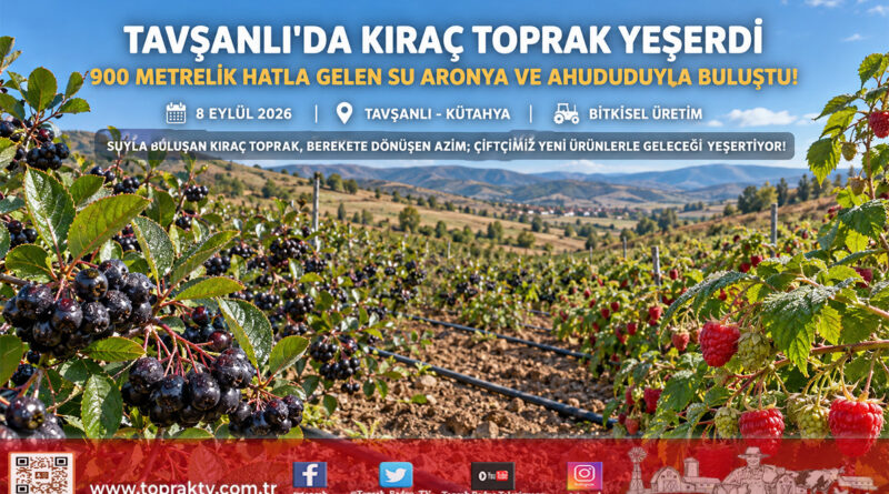 Kıraç Topraklar Süper Meyveyle Yeşerdi: Tavşanlı’da Aronya ve Ahududu Başarısı!…