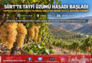 Siirt’te Tescilli Tayfi Üzümü Hasadı Başladı: Yaprakları Avusturya’ya İhraç Ediliyor, Hedef İlk 5 İl Arasına Girmek!…
