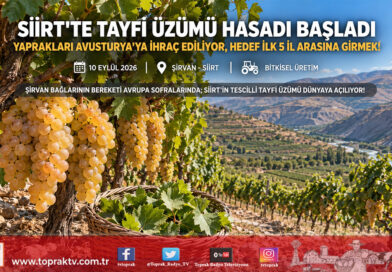 Siirt’te Tescilli Tayfi Üzümü Hasadı Başladı: Yaprakları Avusturya’ya İhraç Ediliyor, Hedef İlk 5 İl Arasına Girmek!…