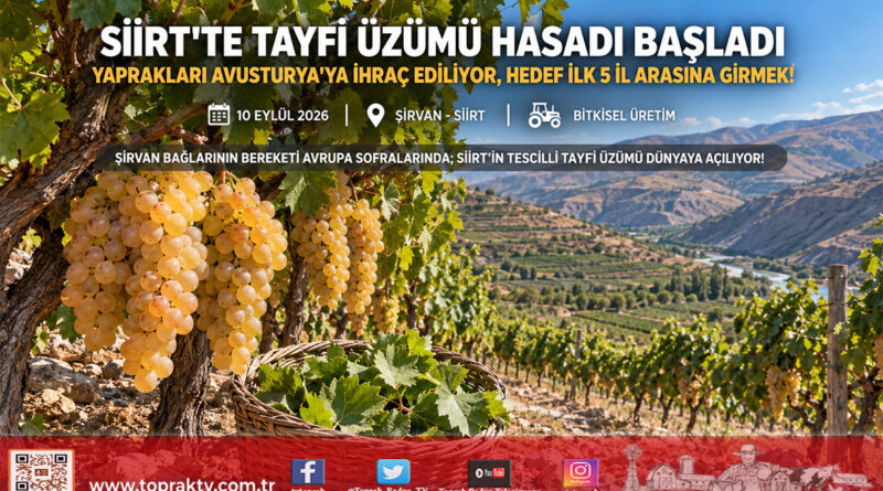 Siirt’te Tescilli Tayfi Üzümü Hasadı Başladı: Yaprakları Avusturya’ya İhraç Ediliyor, Hedef İlk 5 İl Arasına Girmek!…