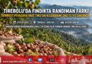 Serbest Piyasaya İnat TMO’da Randıman Farkı: Tirebolu’da Fındık 280 ₺ Seviyesine Ulaştı!…