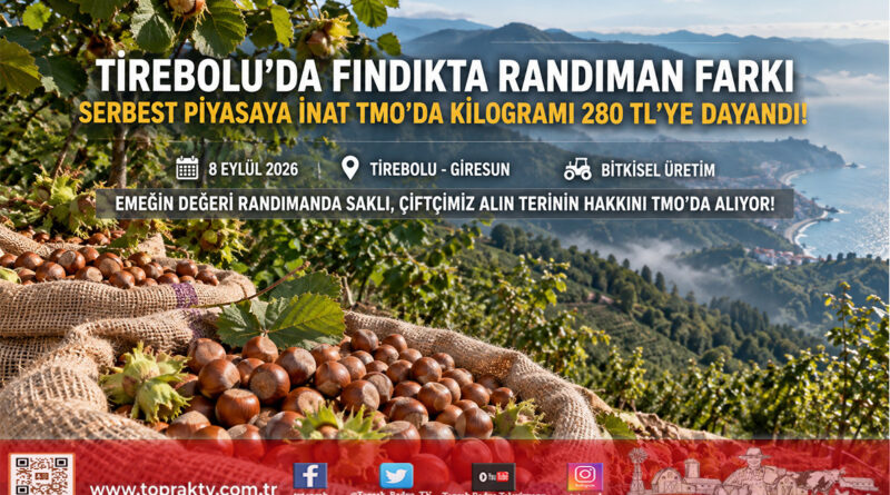 Serbest Piyasaya İnat TMO’da Randıman Farkı: Tirebolu’da Fındık 280 ₺ Seviyesine Ulaştı!…