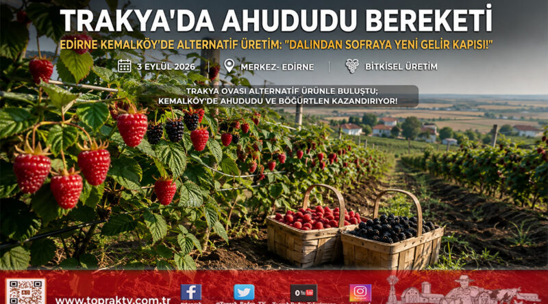 Edirne Kemalköy’de Alternatif Tarım Başarısı: Ahududu ve Böğürtlen Üreticinin Yeni Gelir Kapısı Oldu!…