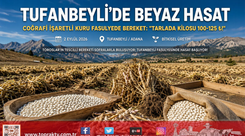 Çukurova’nın Zirvesinde Beyaz Bereket: Coğrafi İşaretli Tufanbeyli Kuru Fasulyesinde Hasat Başladı, Tarlada 125 ₺!…