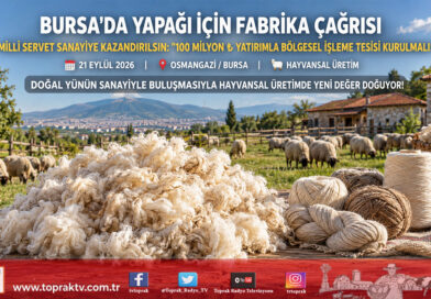 Bursa’dan Stratejik Sanayi Çağrısı: Milyonlarca ₺ Değerindeki Yapağı İçin İşleme Fabrikası Kurulmalı!…