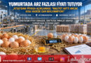 Yumurta Sektöründe Arz Fazlası Baskısı: Maliyet Artışına Rağmen Kısa Vadede Zam Beklenmiyor!…