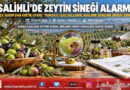 Salihli’de Zeytin Sineği Alarmı: Hasat Öncesi İlaçlama ve Bekleme Süresi Uyarısı Yapıldı!…