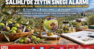 Salihli’de Zeytin Sineği Alarmı: Hasat Öncesi İlaçlama ve Bekleme Süresi Uyarısı Yapıldı!…