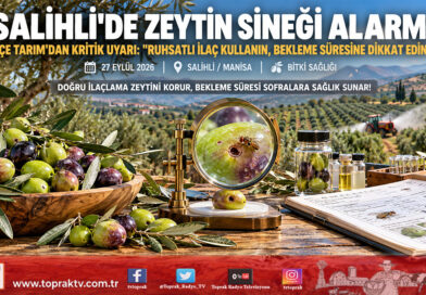 Salihli’de Zeytin Sineği Alarmı: Hasat Öncesi İlaçlama ve Bekleme Süresi Uyarısı Yapıldı!…