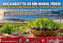 Akçaabat’ta Seralara Can Suyu: Belediye Kendi Tesisinde Yetiştirdiği 65 Bin Marul Fidesini Üreticiye Dağıttı!…