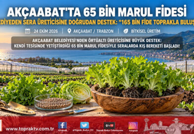 Akçaabat’ta Seralara Can Suyu: Belediye Kendi Tesisinde Yetiştirdiği 65 Bin Marul Fidesini Üreticiye Dağıttı!…
