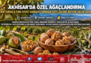 Akhisar Taşçılar’da Özel Ağaçlandırma Meyvesini Verdi: 26 Hektarda Binlerce Ağaçtan 4 Ton Ceviz Hasadı!…