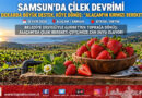 Karadeniz’de Kırmızı Bereket Seferberliği: Samsun’da 70 Dekarda Çilek Devrimiyle Tersine Göç Başladı!…