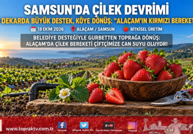 Karadeniz’de Kırmızı Bereket Seferberliği: Samsun’da 70 Dekarda Çilek Devrimiyle Tersine Göç Başladı!…
